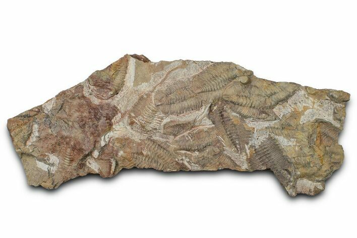 Ordovician Trilobite Mortality Plate - Trilobites on Both Sides #370543